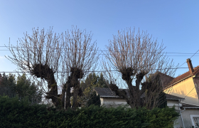 Elagage, de deux marronniers Sur la commune de Sannois 95110 