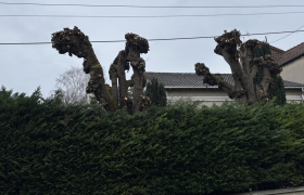 Elagage, de deux marronniers Sur la commune de Sannois 95110 