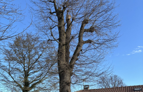 Elagage, d’un chêne proche d’une Toiture sur la commune de Saint Prix 95390 