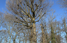 Elagage,, d’un chêne sur la commune de  Sain Prix code postal 95390