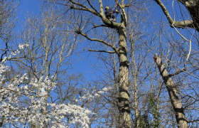 Elagage,, d’un chêne sur la commune de  Saint Prix 95390