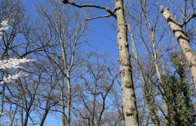 Elagage,, d’un chêne sur la commune de  Saint Prix 95390