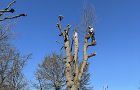 Elagage, d’un chêne proche d’une Toiture sur la commune de Saint Prix 95390 