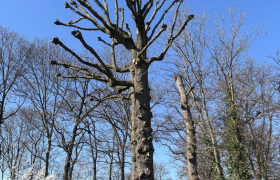 Elagage,, d’un chêne sur la commune de  Sain Prix code postal 95390