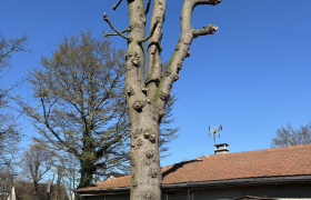 Elagage, d’un chêne proche d’une Toiture sur la commune de Saint Prix 95390 