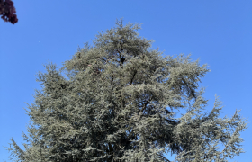 Élagage d’un cèdre d’environ 20 m avec éclaircissement intérieur Sur la commune de ermont 95120 