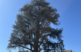 Élagage d’un cèdre d’environ 20 m avec éclaircissement intérieur Sur la commune de ermont 95120 