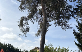 Abatage, d’un pin D’environ 20 m 