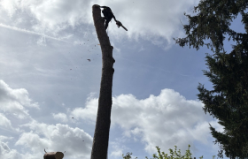 Abatage, d’un pin D’environ 20 m 