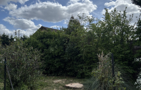 Abatage, d’un pin D’environ 20 m 