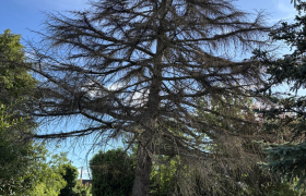 Abatage d’un Sapin sur la commune de Saint Prix 95390 
