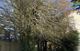 Abattage de plusieurs cyprès Sur la commune de Saint Prix 95390 