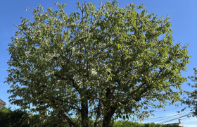 Elagueur Le Plessis-Bouchard